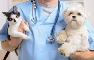 Why Animal Dental Care Is Important For Dogs & Cats
