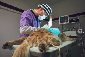 Veterinary Orthopedic Surgery: A Comprehensive Guide to Canine Joint Health