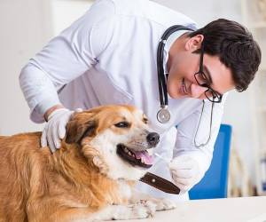 Why Routine Veterinary Checkups are Vital for Aging Pets