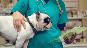 Understanding Soft Tissue Surgery in Pets: A Comprehensive Guide